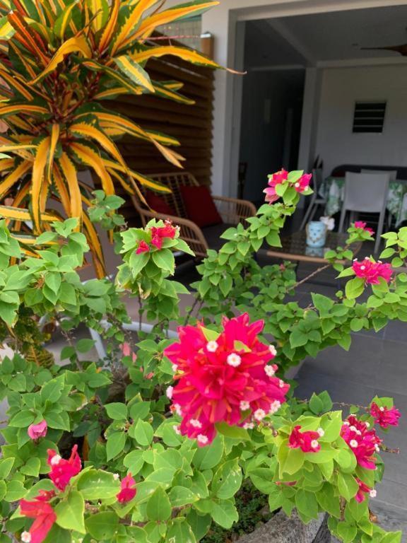 Le Tropical Appartement 1 Ou 2 Chambres Les Anses-d'Arlets Exteriér fotografie